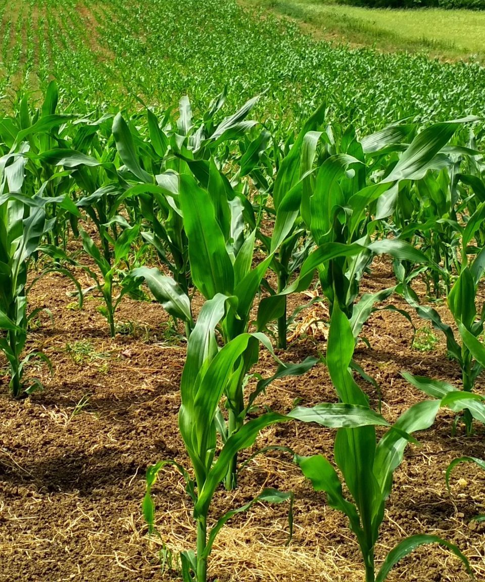 A field of young corn stalks stand in the sun 