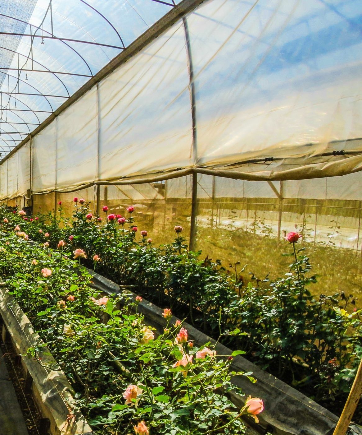 Roses grow under a high tunnel on a sunny day 