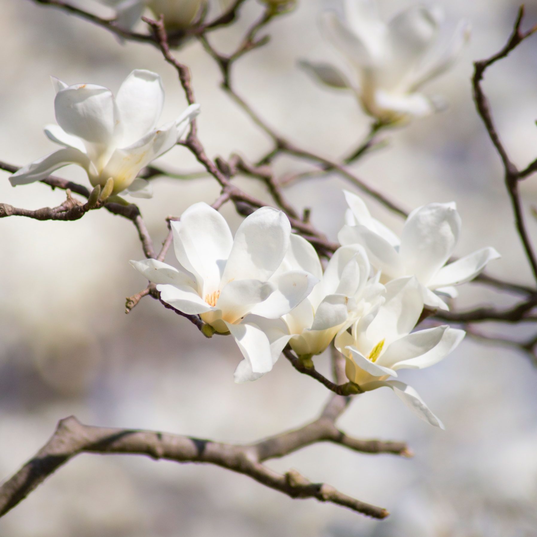 Large white Magnolia blooms hang in the sun 