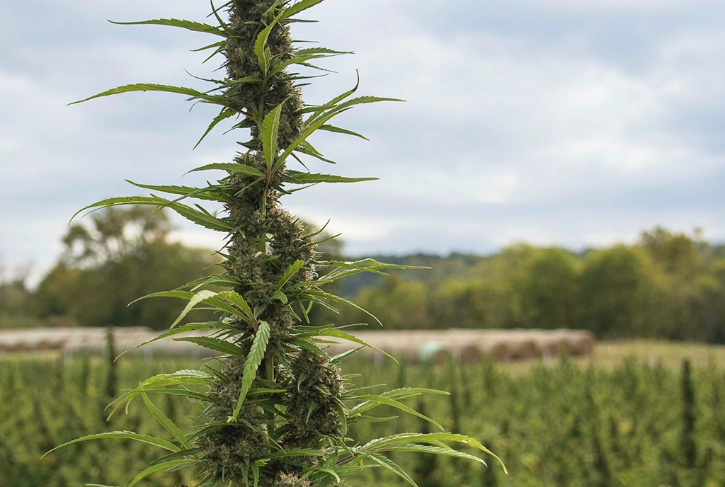 A hemp stalk in the foreground of a hemp filed with round bales and a lush mountain landscape out of focus in the background 