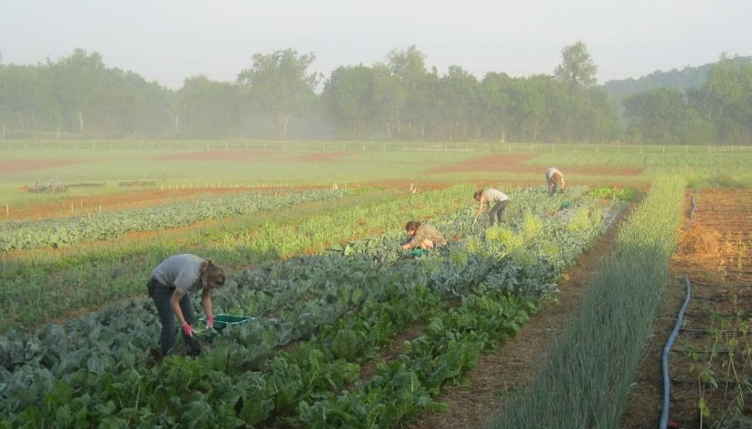 Student pick vegetables from the Organic Crops Unit's fields on a sunny summer morning