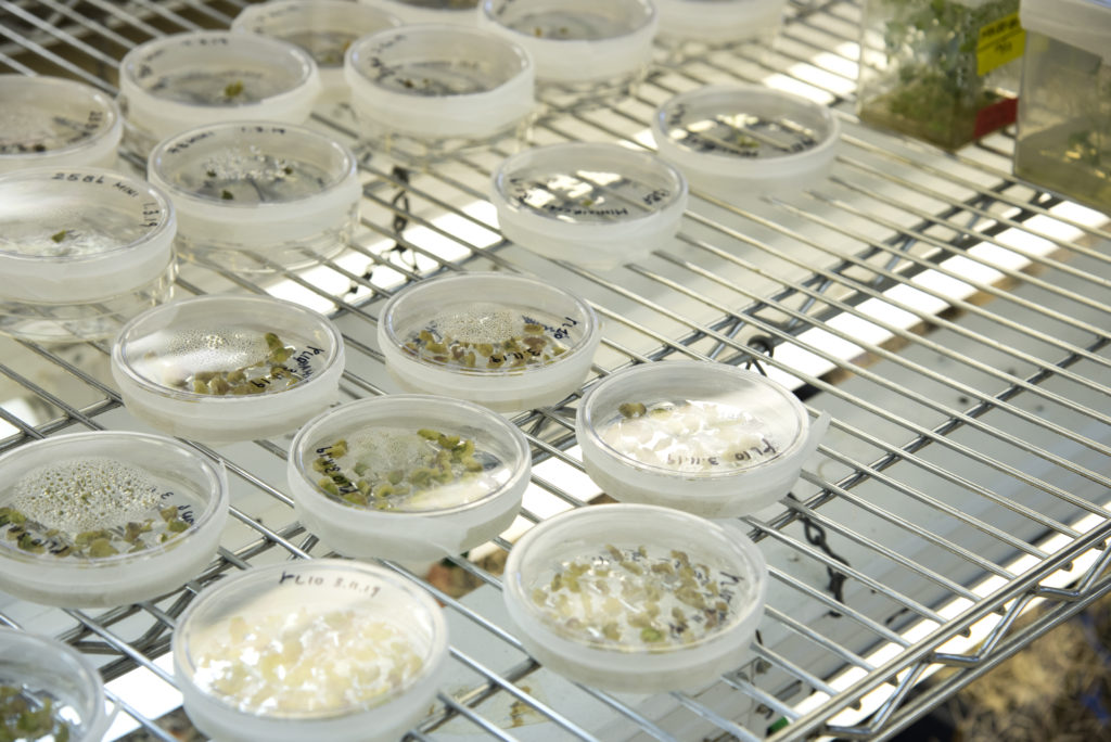 Petri dishes sit on a rack with green plant material growing in them