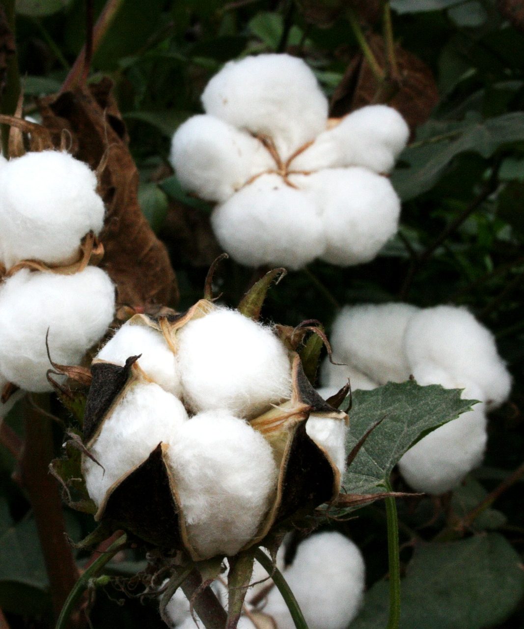 cotton plant with dark green leaves and clean white cotton buds 