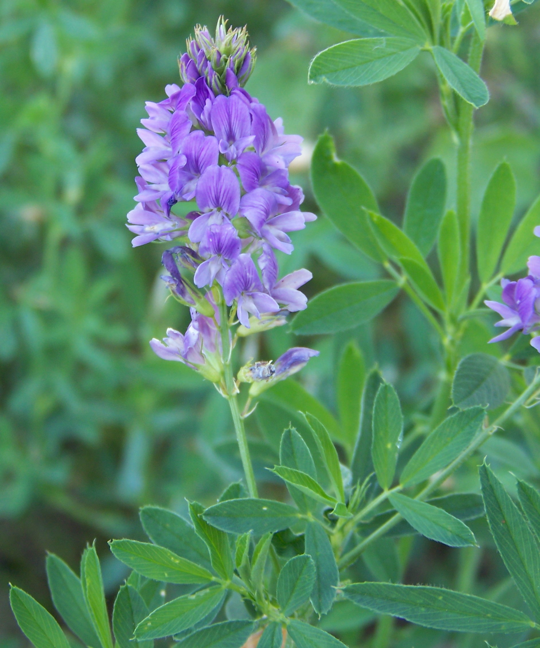 Alfalfa with purple bloom 