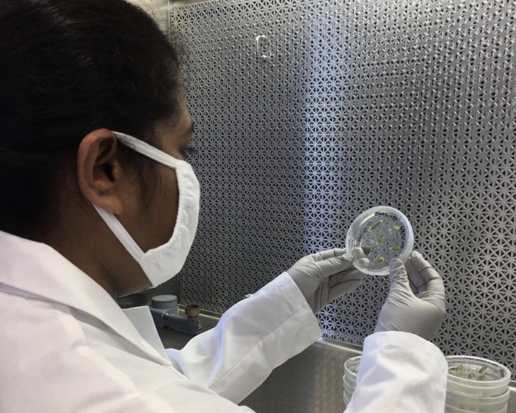 A student with a mask on examine a Petri dish in a lab