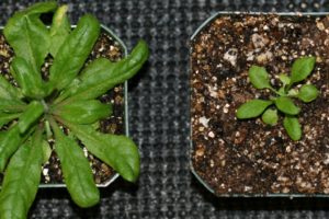 Phenotypes of Arabidopsis plants