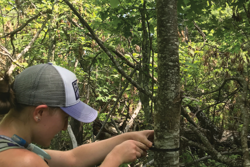 Female student measures the trunk of a young American chestnut