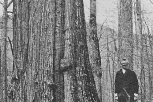 Man stands by large American chestnut in a woodland in antique black and white photograph 