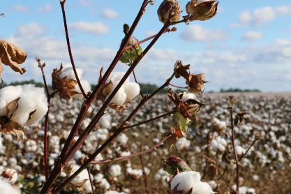 A mature cotton crop grows on the flat land of West Tennessee under a blue sky 