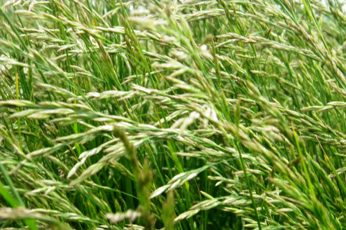 Tall fescue grass sways in the wind