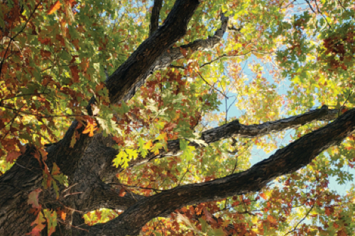 looking up in the branches of a white oak with its green leaves turning orange on a sunny day with blue sky