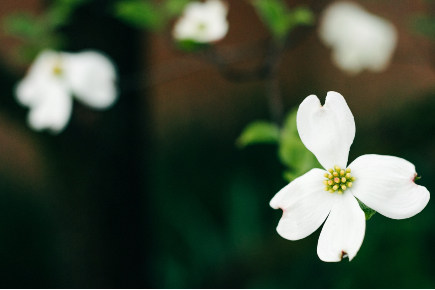 White dogwood blooms 