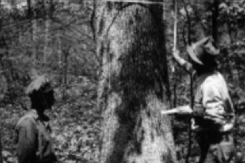 Antique black and white photo of two men examining a mature white oak for harvest 