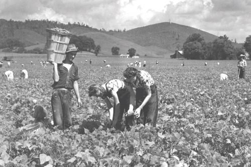 An antique black and white photo of many bean pickers in a vast field, one man with a full basket of beans on his shoulder 