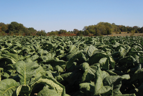 A mature tobacco field spans to a tree line