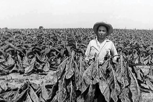 A lady stands proudly in a straw hat with harvested tobacco skewered on a stick in front of a spanning unharvested tobacco field