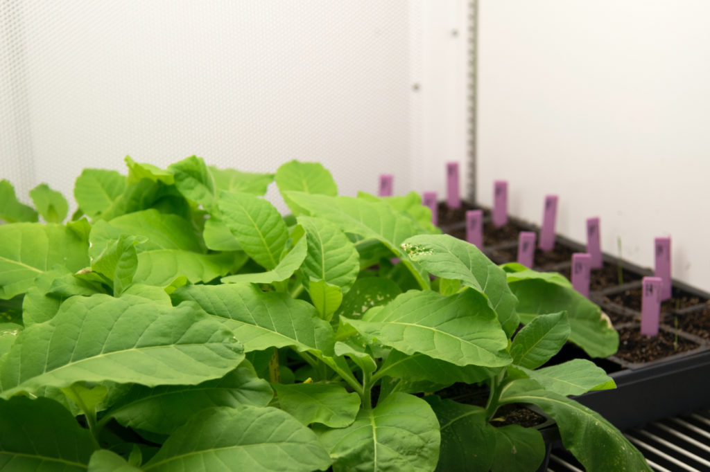 leafy green plants sit inside a tray of seedlings labelled with purple tags inside a grow chamber