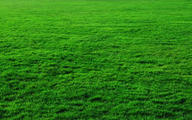 lawn of pristine turfgrass