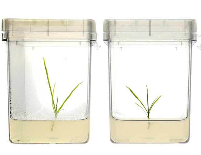 Two clear containers of weed cultivars sitting in a solution