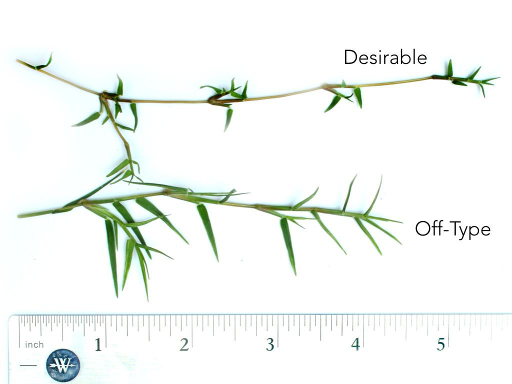 Two bermudagrass samples beside a ruler with the "Desirable" typed by a sample that is withering being treated and "Off-Type"by a another fuller sample 