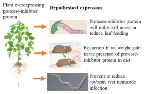 Infographic of plant soybean plant with above text, "plant over expressing protease-inhibitor protein," with arrows pointing to a column called hypothesized expression with three pictures. The first is a worm eating a leaf with the text, "Protease-inhibitor protein will either kill insect or reduce leaf feeding." The second has one larger rat with a second slimmer rat with the text, "Reduction in rat weight gain in the presence fo protease-inhibitor protein in diet." And third a microscopic look of a nematode, which looks like a clear worm, with text, "Prevent or reduce soybean cyst nematode infection."
