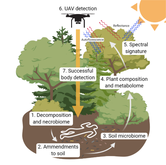 An infographic with a cycle reading, "1. decomposition and necrobione" at the dirt and a chalk marking of a body, "2. Amendments to soil," "3. Soil Microbiome," "4. Plant composition and matabolome," at trees, "5. Special signature," beside a sun with rays bouncing off trees reading "reflectance," and rays coming from trees reading "Autoflorescence," "6. UAV detection" above a drone, and "7. Successful body detection" on an arrow pointing down to the ground from the drone