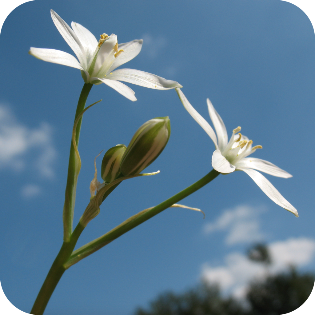 Star of Bethlehem small white flower with yellow stamen against clear blue sky