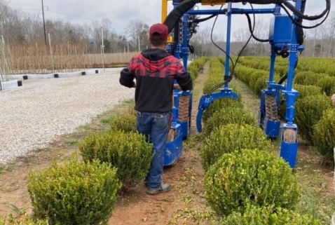 A nursery crops producer uses a large automatic trimmer on rows of shrubberies. 