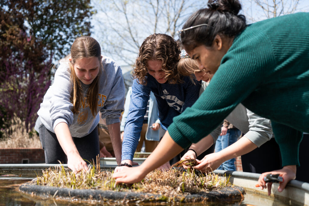 Three students pulling weeds in a floating garden