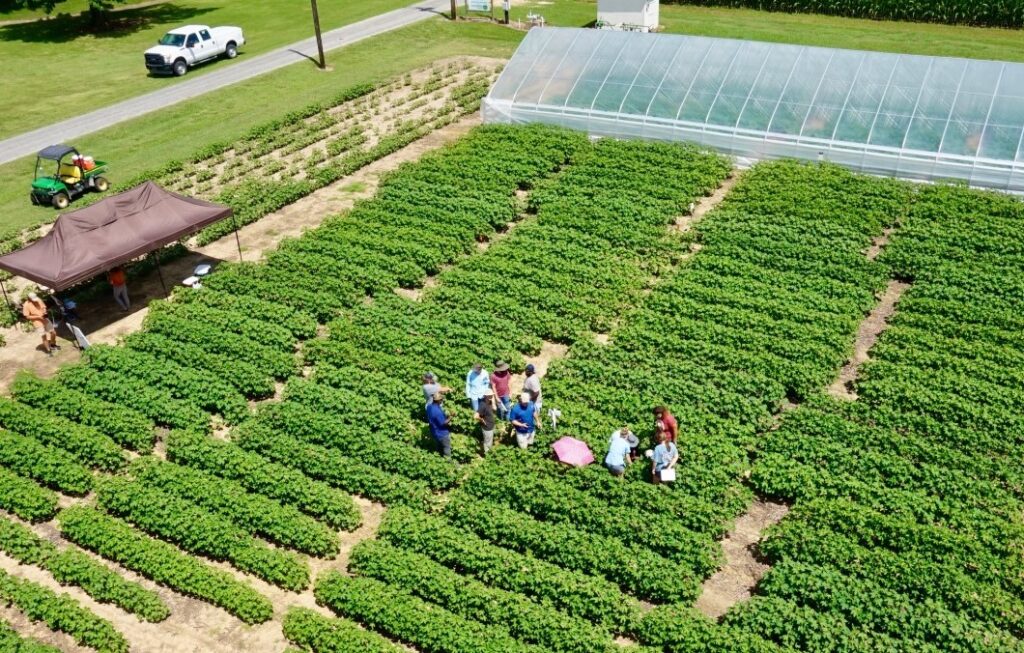 People working in a crop field