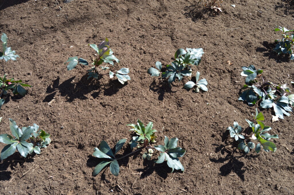 Photo of plants in dirt