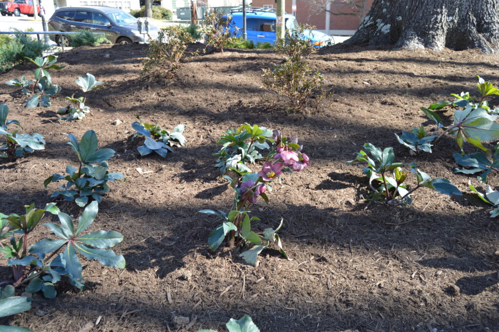 Photo of plants in dirt