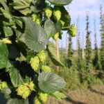 Close-up of hops