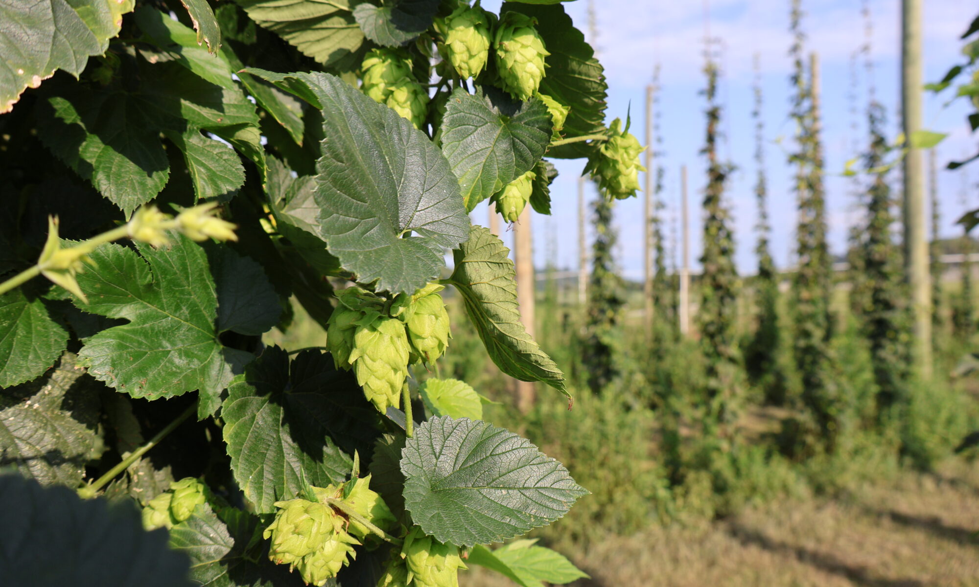 Close-up of hops