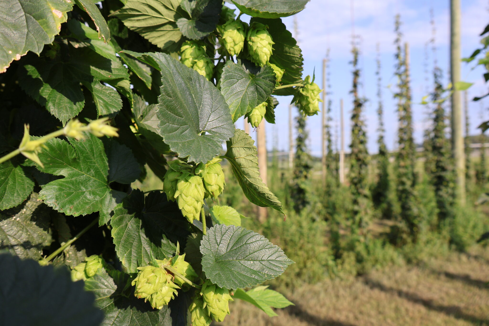 Close-up of hops
