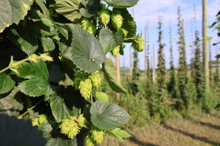 Close-up of hops