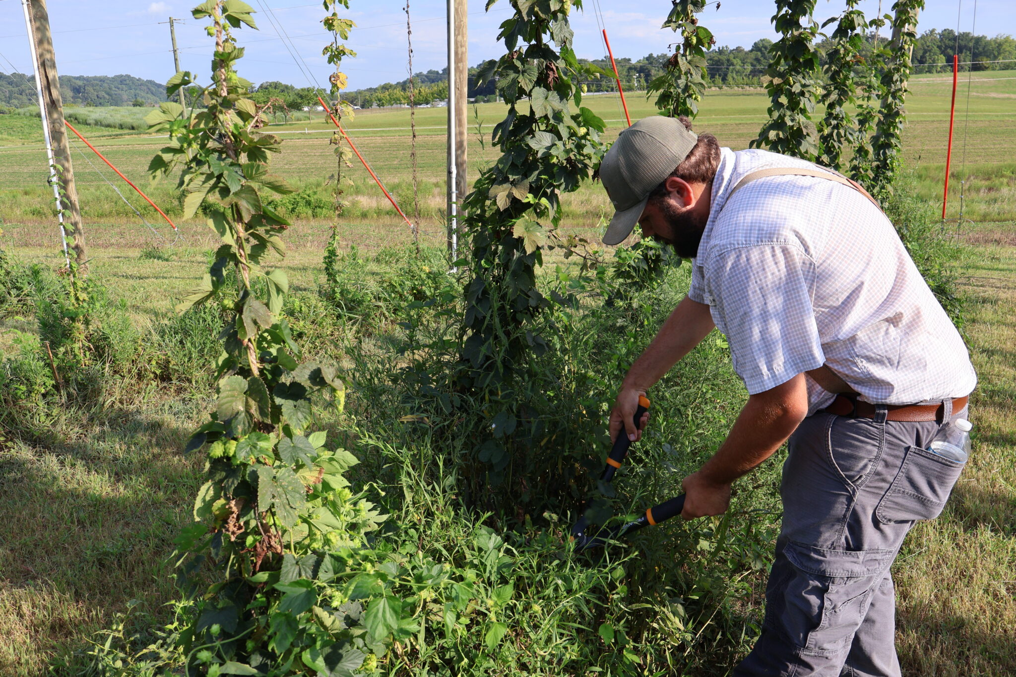 Male trimming weeds around hops