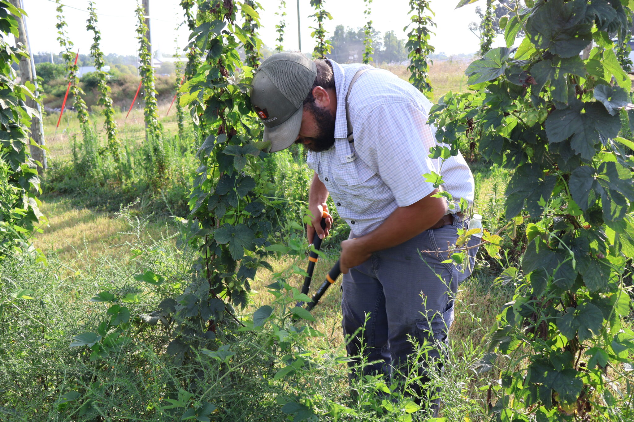 Man trimming weeds in hopyard