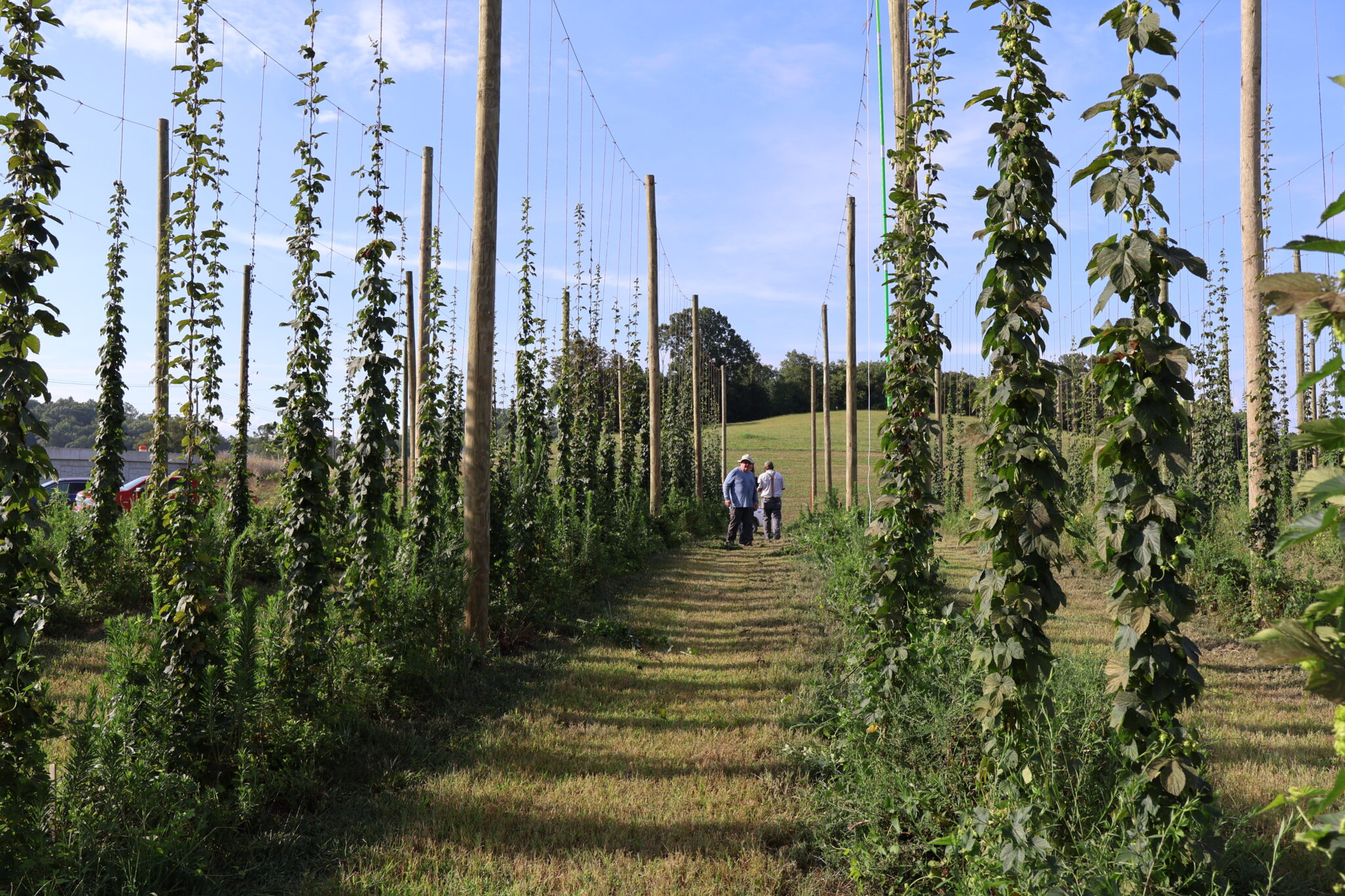 Wide shot of the hopyard with people in the distance