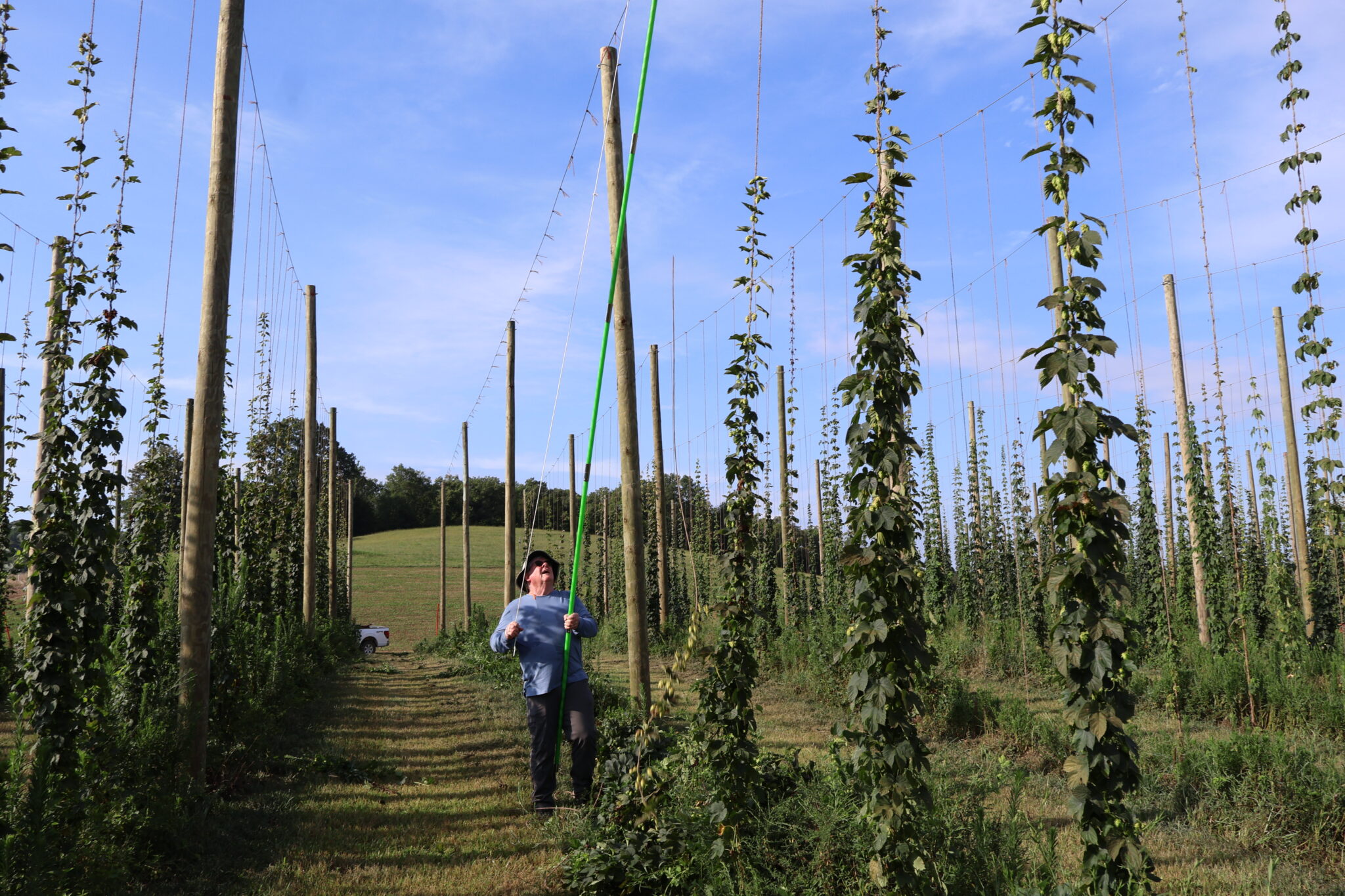 Man trimming hops