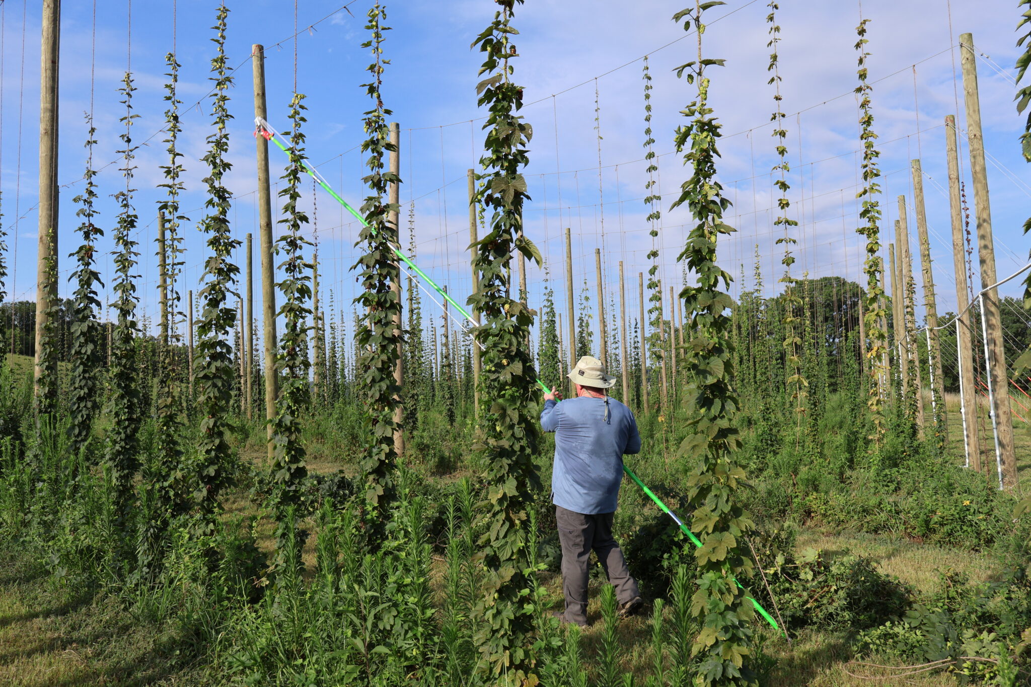 Man cutting hops