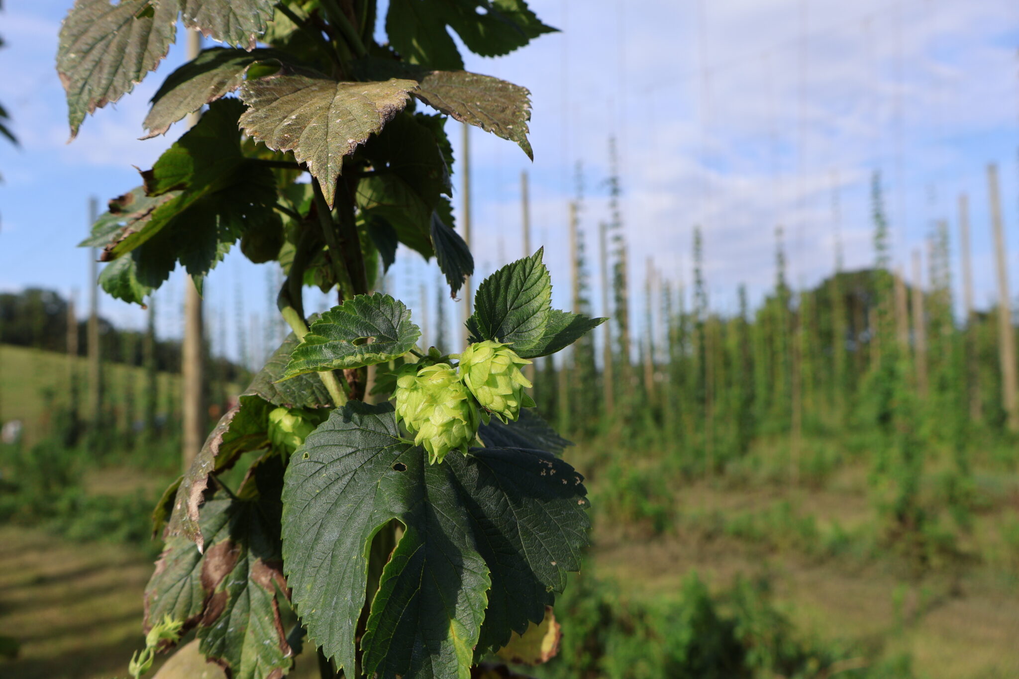 Close-up of hops