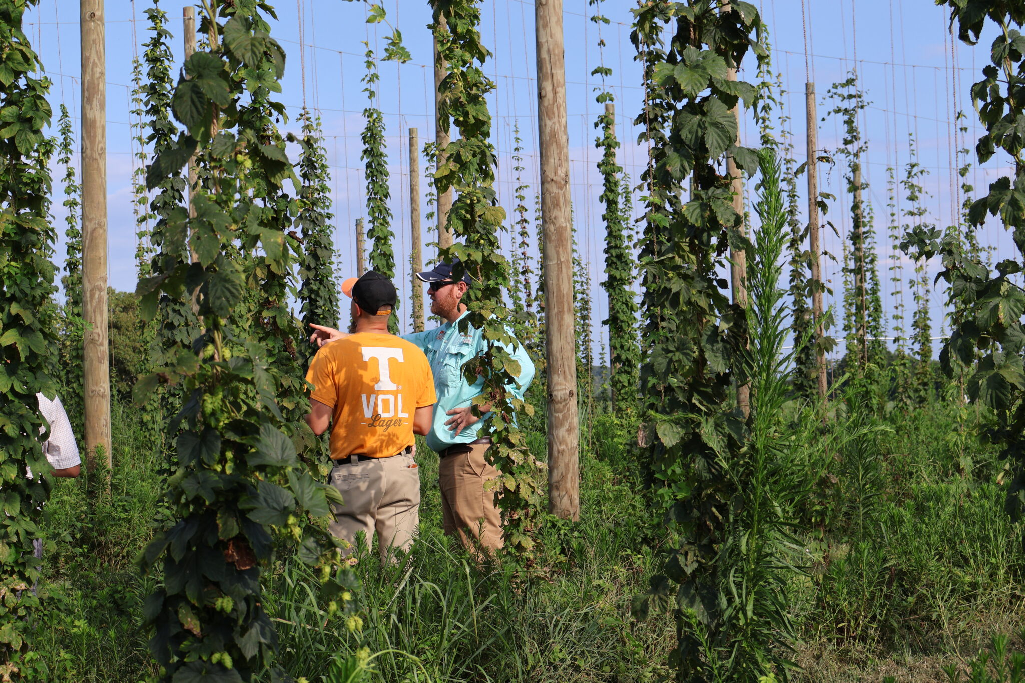 Two men in the hopyard