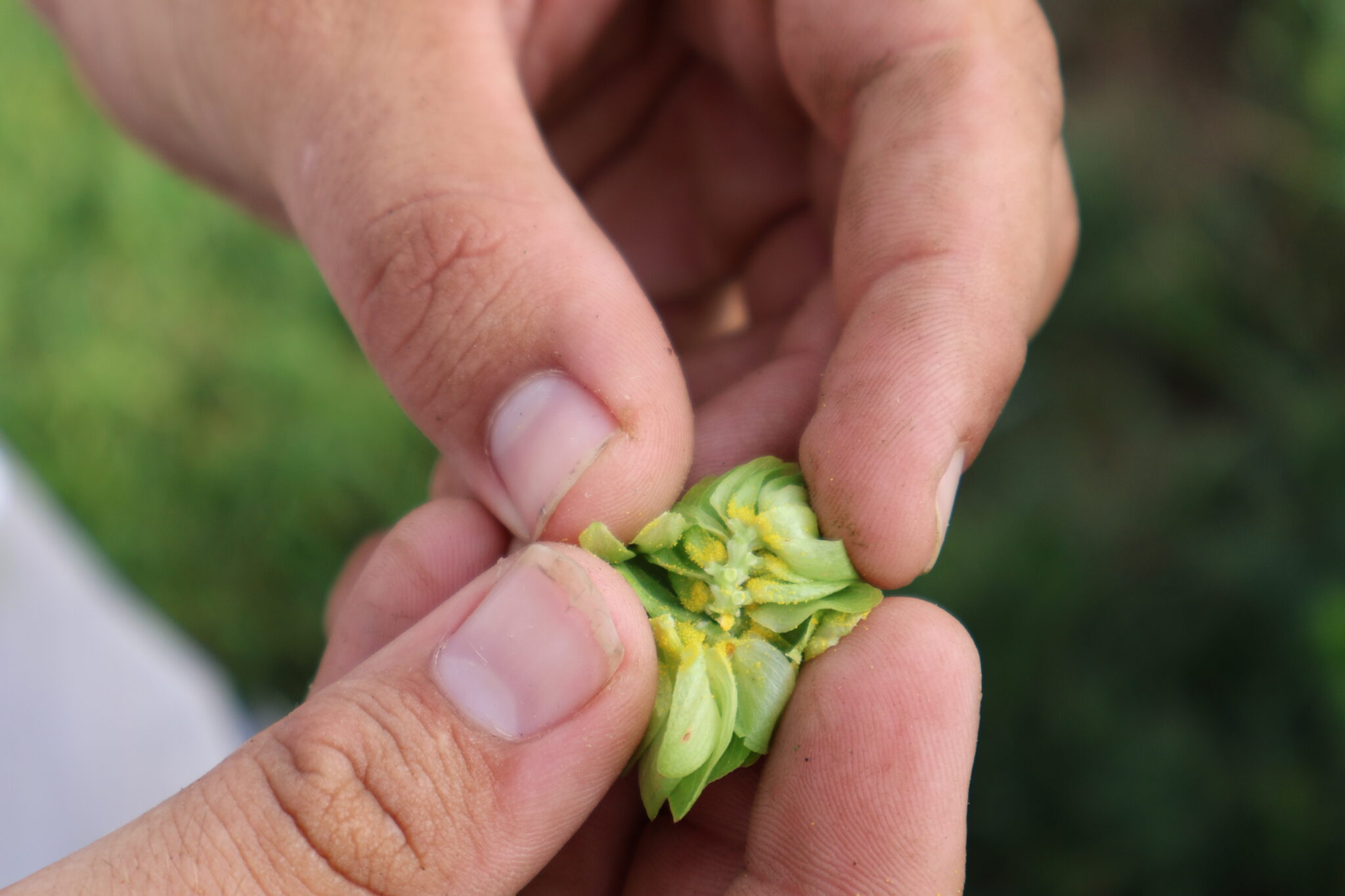 Close-up of an open hop cone