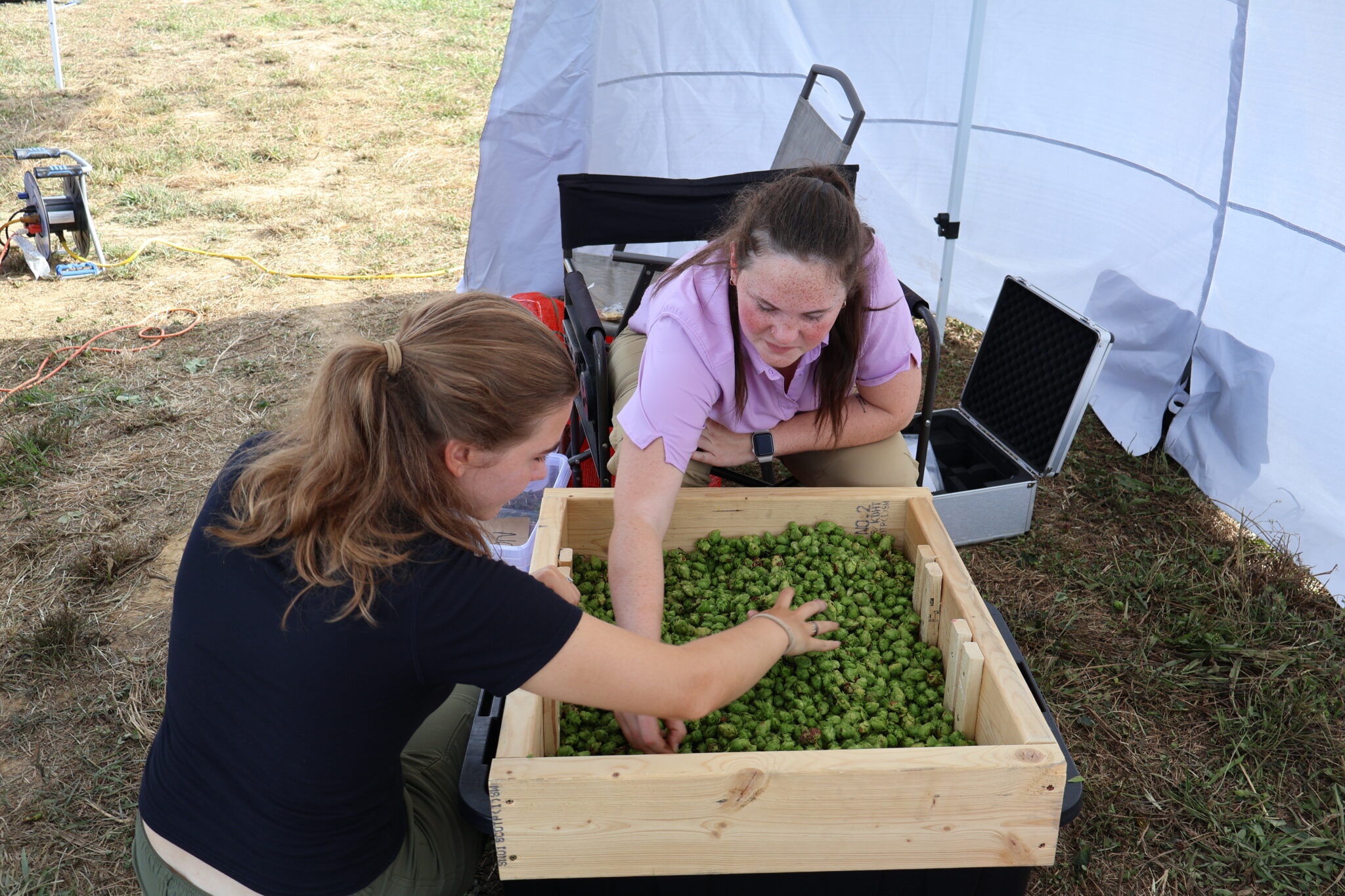 Two women looking through hops in a container
