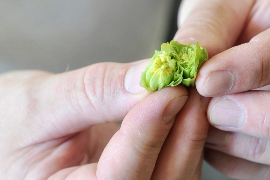Photo of a person gripping hops