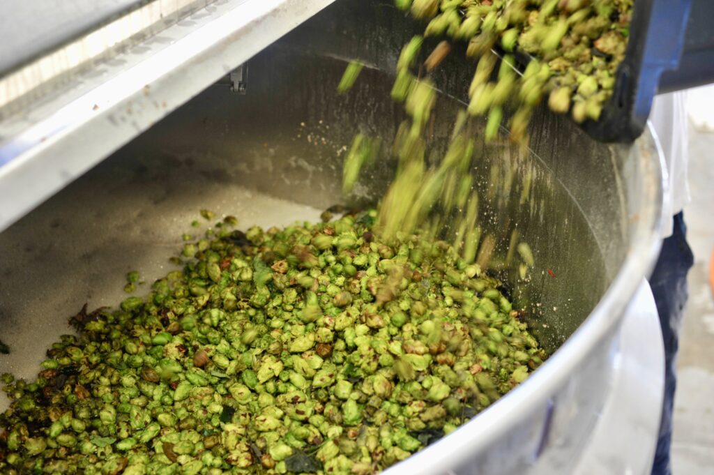 Photo of hops being poured into a bowl
