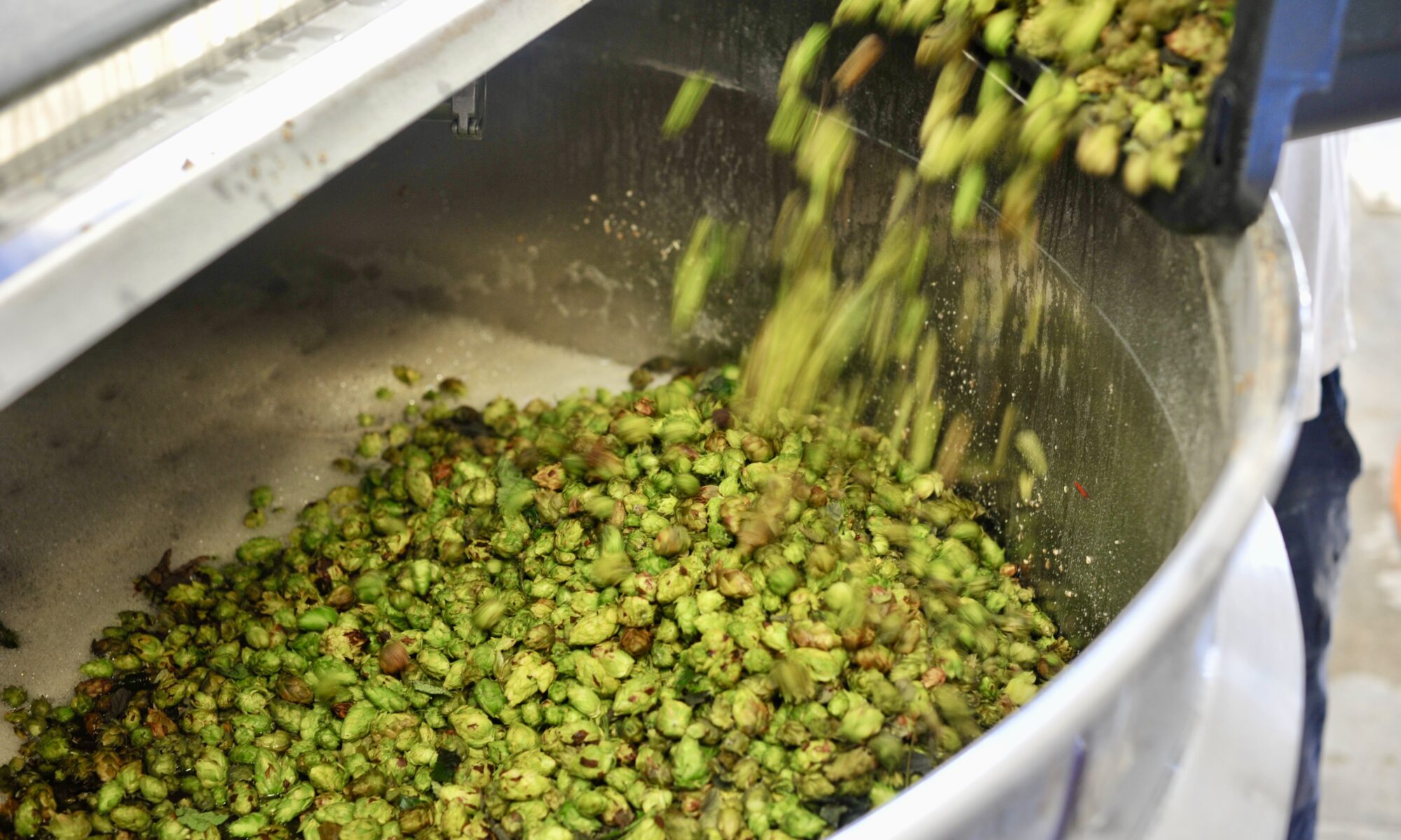 Photo of hops being poured into a bowl