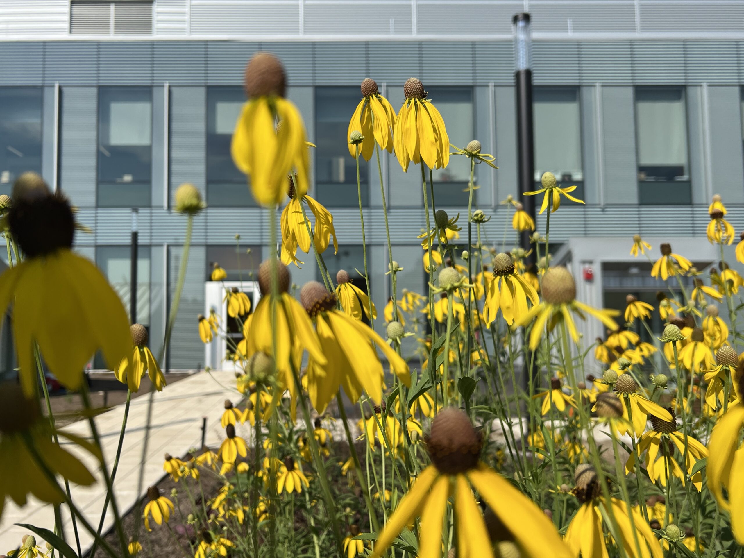 Photo of coneflowers on the green roof