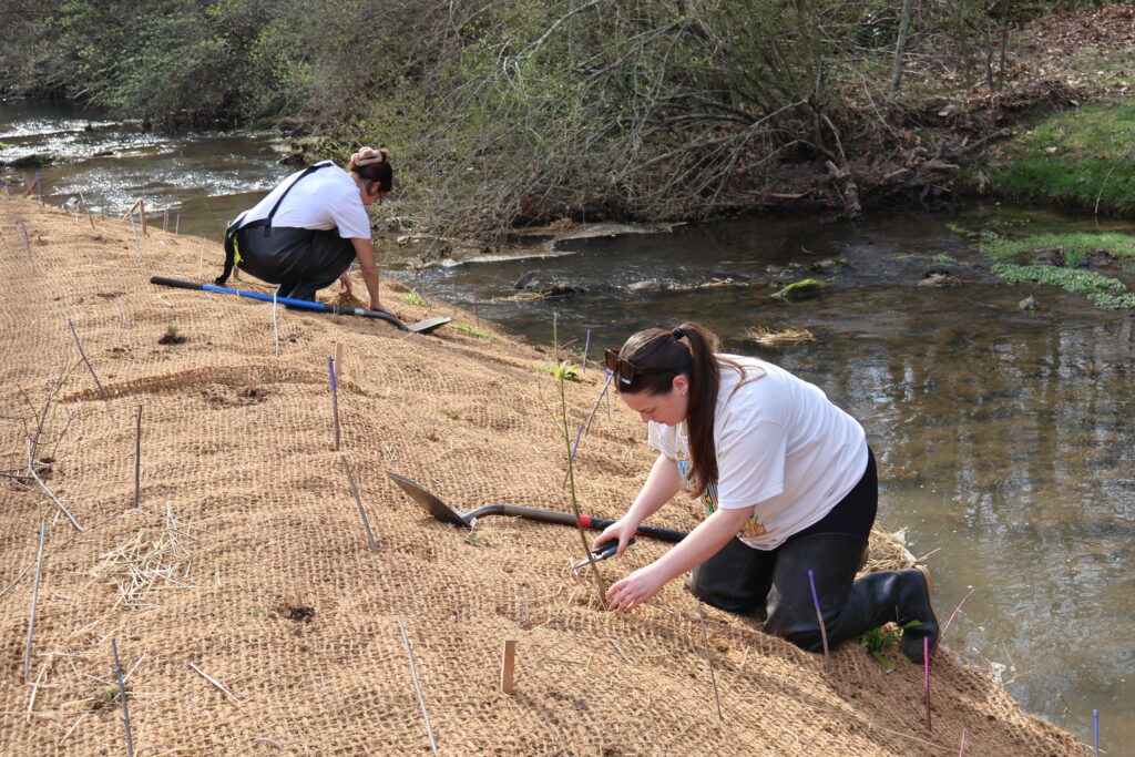 Students planting things near a stream